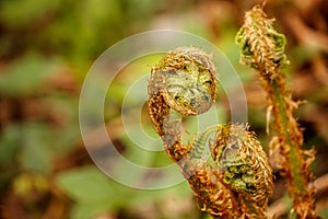 The young leaves of a fern in the forest