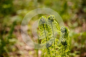 The young leaves of a fern in the forest