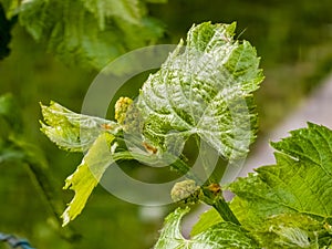 Young leaves and flower buds on a grape vine in spring. Selective focus