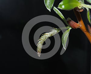 Young leaves and flowers of willow.