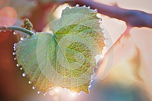 Young leaves of grapes with drops of dew. Sunrise. Blurring