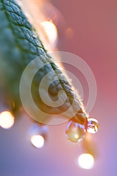 Young leaves of grapes with drops of dew. Sunrise. Blurring