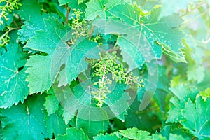 Young leaves of grapes in sunlight. Spring plant background