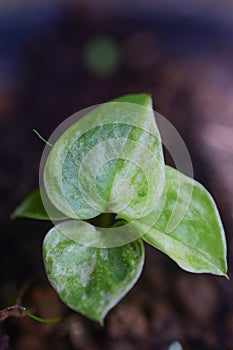 Young leaves grow in spring, closeup. HD image