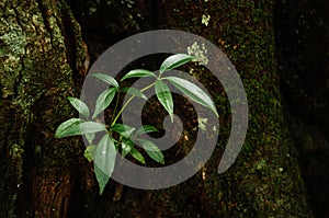 Young leaves growing from tree trunk leaves growing on ground in tropical forest close up details