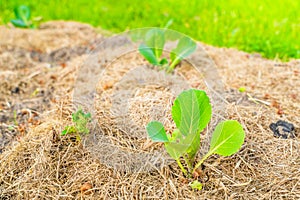 Young leaves of a growing white cabbage in a garden bed with mulched soil. Planted seedlings of vegetables in the home garden