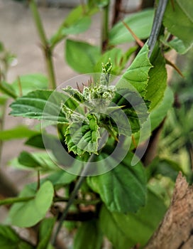 young leaves that have just emerged from the bidara tree