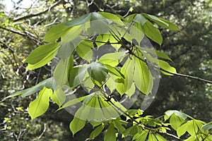 The young leaves of horse chestnut.