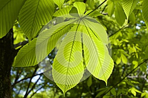 The young leaves of horse chestnut.