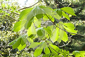 The young leaves of horse chestnut.