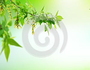 Young leaves and immature maple seeds in the garden. Sunrise in the summer garden. Nature banner. Summer, spring, autumn