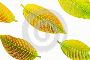 Young leaves isolated on white