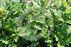 Young leaves of Japanese mugwort