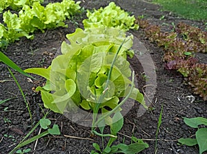 Young leaves of lettuce, onion, spinach grow in rows in the garden. Outdoor.
