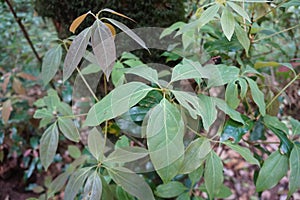 Young leaves of Lindera Caudata Diels in the forests of northern Thailand. Plant species found in cloud forest.