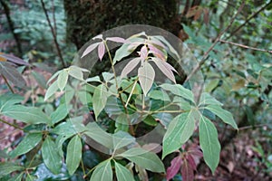 Young leaves of Lindera Caudata Diels in the forests of northern Thailand. Plant species found in cloud forest.