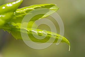 Young leaves of mahonia