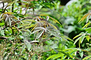 Young leaves of Manihot esculenta photo