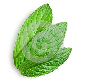 Young leaves of mint