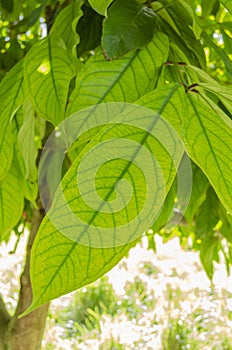 Young Leaves Of The Otaheite Apple Tree