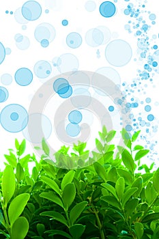 Young Leaves on Oxygen Background