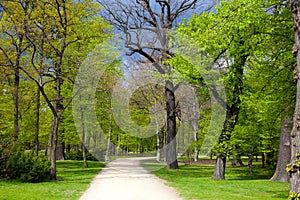 Young leaves in a park alley