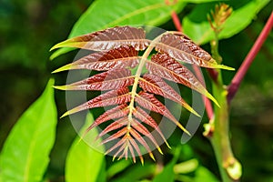 Young leaves of a plant. Ailanthus altissima photo