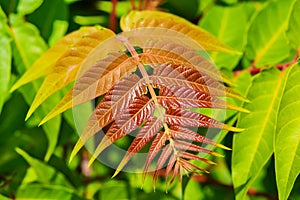 Young leaves of a plant. Ailanthus altissima, commonly known as tree of heaven is a deciduous tree in the family Simaroubaceae. photo