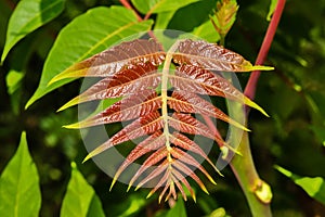 Young leaves of a plant. Ailanthus altissima photo