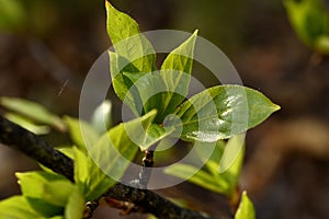 Young leaves of poplar