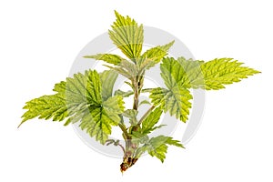 Young leaves on a raspberry branch isolated