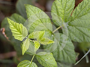 Young leaves of raspberry Bush Rubus idaeus