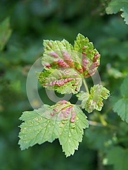 The young leaves of red currant