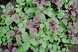 Young leaves of red and green amaranth.