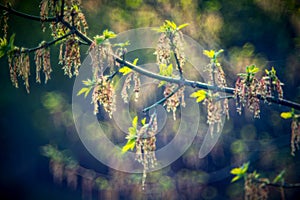 Young leaves in spring and bokeh