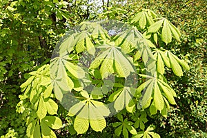 young leaves at springtime of a chestnut tree