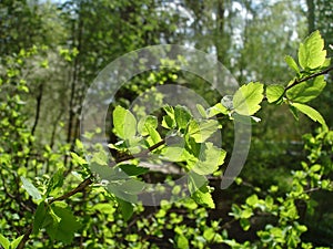 Young leaves in sunshine