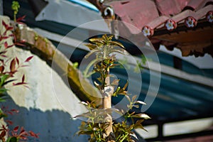 Young Leaves Of Syzygium Malaccense Or Malay Apple That Grow After Stem Is Cut