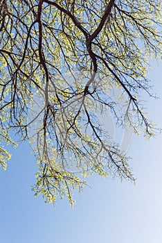 Young leaves on tree branches in early spring clear blue sky