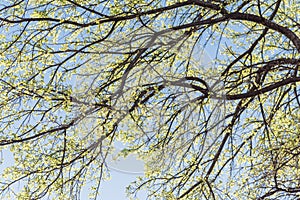 Young leaves on tree branches in early spring clear blue sky
