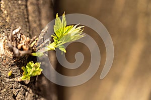 Young leaves on tree in spring. Shallow depth of field