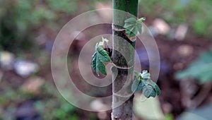 Young leaves on tree trunks with blurred leaf background