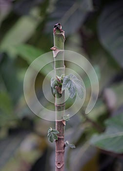 Young leaves on tree trunks with blurred leaf background