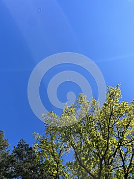 Young leaves of trees on the background of the blue sky in spring.