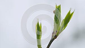 Young leaves on trees in the spring forest. Young green leaves grow in spring day. Selective focus.