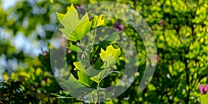 Young leaves of Tulip tree Liriodendron tulipifera, called Tuliptree, American Tulip Tree, Tulip Poplar, Yellow Poplar