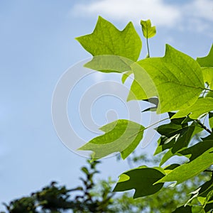 Young leaves of Tulip tree Liriodendron tulipifera, called Tuliptree, American Tulip Tree, Tulip Poplar, Yellow Poplar