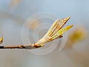 Young leaves on twig in spring day