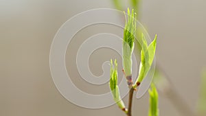 Young leaves and twigs with buds. Beautiful natural forest background. Bokeh.