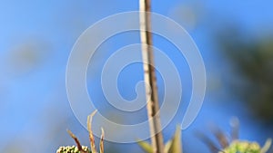 Young leaves and twigs with buds, shrubs and trees